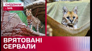 Зооактивисты спасли 4-х сервалов из зоны боевых действий! Елена Квитка о пополнении в зоопарке Киева