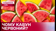 Чому кавуни всередині червоні? Наукове пояснення