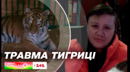 Через російську атаку постраждала тигриця: тварина отримала травму внаслідок переляку