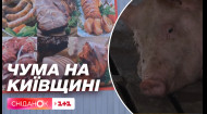 Скошує поголів'я свиней: на Київщині стався спалах африканської чуми