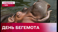 День бегемота! Як живуть гіпопотами в природі?