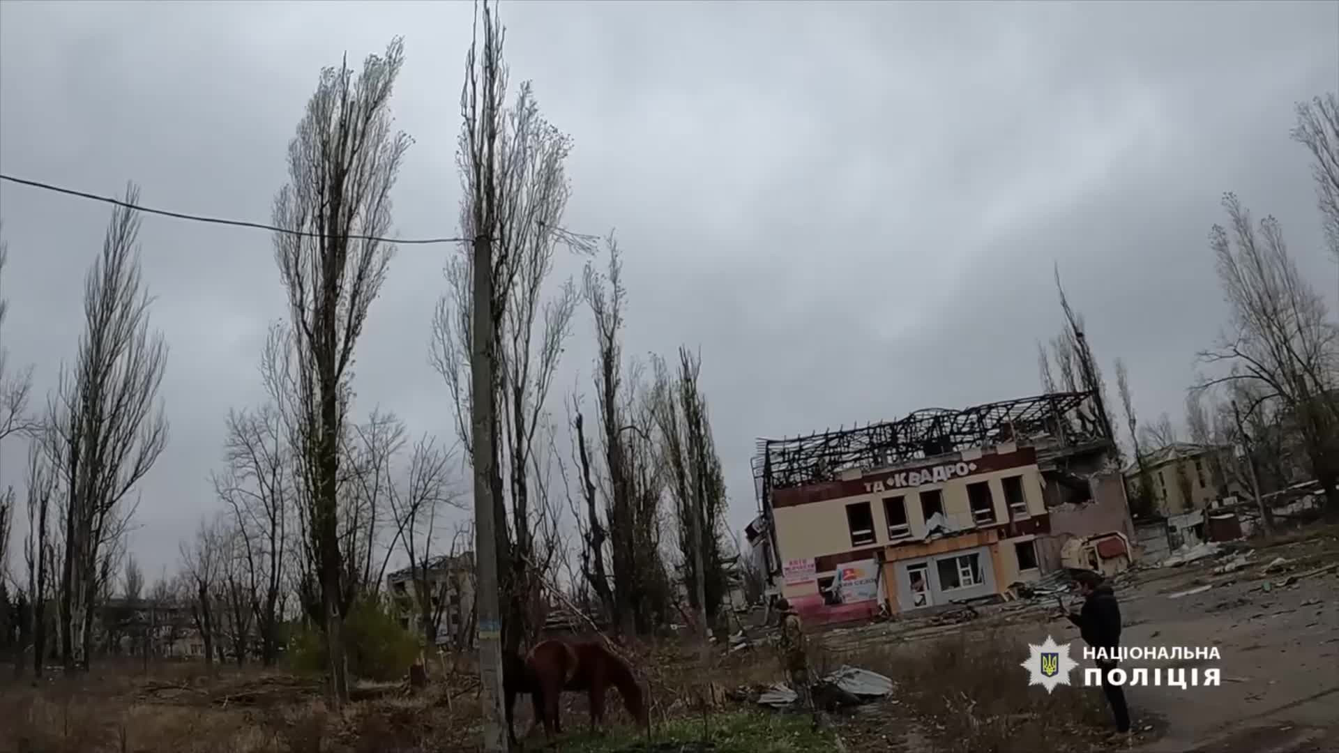 Из Авдеевки спасли двух лошадей