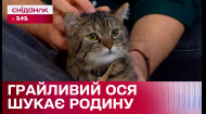 Игривый котик Ося ищет ответственных и заботливых хозяев – Любовь с первого мяу/гав