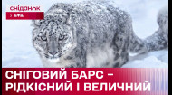 Ірбіс – рідкісний хижак, на межі зникнення! Чому сніговий барс потребує захисту?