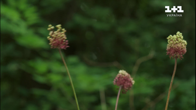 Ученица Мольфара 3 сезон: 31 серия