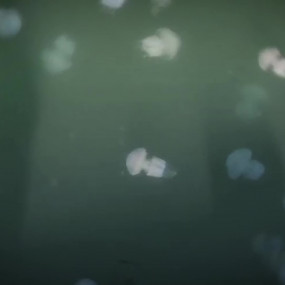 В Чёрном море обитает больше медуз, чем весят все люди на Земле