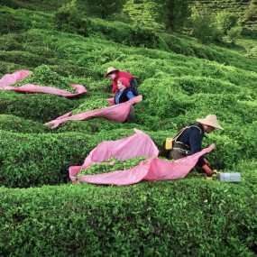 Место, где чай растёт даже на кладбищах, — это настоящая чайная столица Европы.