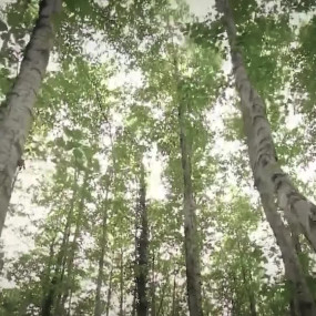 Лес, переживший ледниковую эпоху, где находятся единственные в Европе тропические джунгли.