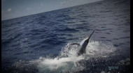 Где поймать марлина весом 700 килограммов