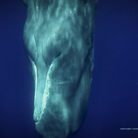 Ученые расшифровали язык кашалотов о чем говорят морские гиганты