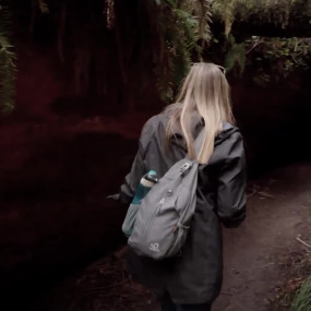 Существовал, когда пирамиды Египта только строились 6000-летний лес парка Редвуд впечатляет