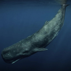 Сотни лет его считали морской байкой, но учёные обнаружили легендарного кракена