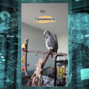 «Танцевала рыба с раком» попугай поет украинскую народную песню