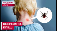 Прихована хвороба після укусу кліща! Проявляється не одразу! Як вберегтися?