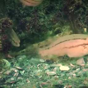 Черное море скрывает под водой настоящий «тропический лес» с его обитателями.