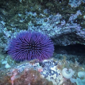 Де знаходяться європейські Гаваї