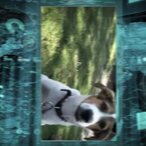 «Авокадо», «банан», «здоров» собаки повторяют слова за хозяевами