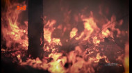 Рослина яку вважали вимерлою 90 мільйонів років росте у Києві.mp4