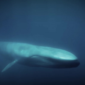 Гигантские животные из холодных вод, существа, превосходящие по размерам динозавров, существуют прямо сейчас