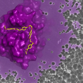 Бактерії та віруси допоможуть людству вижити