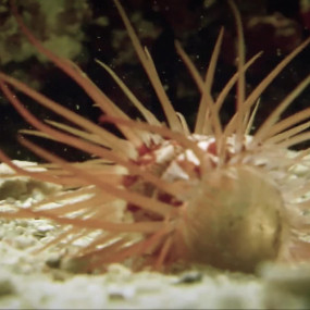 Вражаючі мешканці підводного світу на Азорах