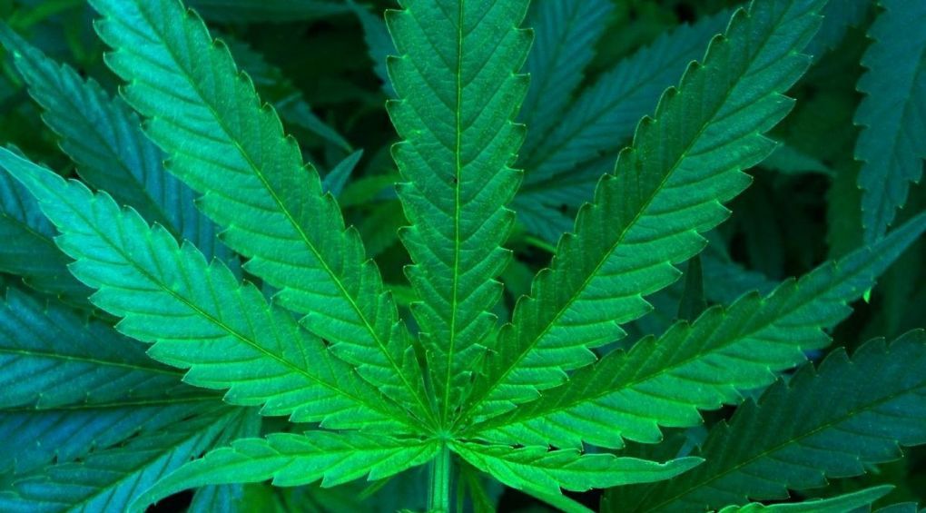 У Канаді легалізували марихуану