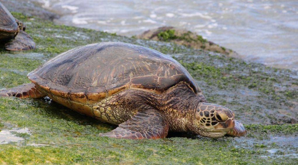 У Таїланді морська черепаха померла від пластику