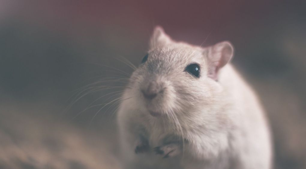 Копіювати, вставити, видалити: вчені навчилися змінювати спогади… мишей