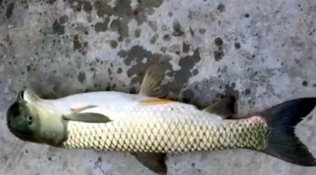 Китайський рибалка спіймав рибу з головою голуба