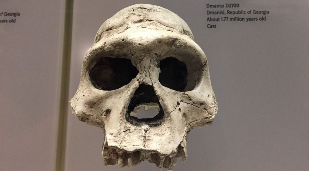Вчені вважають, що homo erectus вимер через лінощі