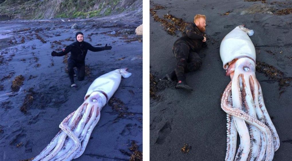 На узбережжі Нової Зеландії знайшли гігантського кальмара