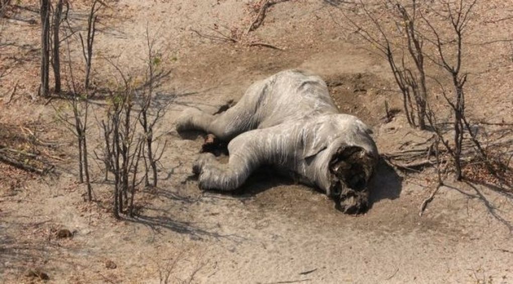 Браконьєри вбили 87 слонів в Ботсвані