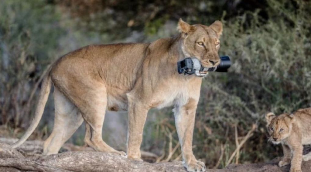 Левиця вкрала у фотографа камеру, щоб левенята могли з нею погратися