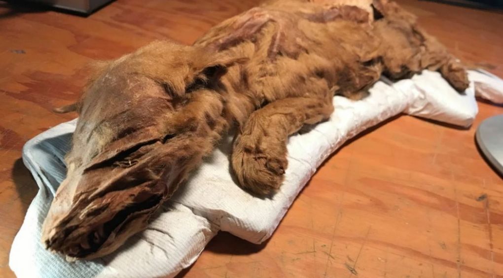 Шахтарі знайшли мумію вовченя льодовикового періоду