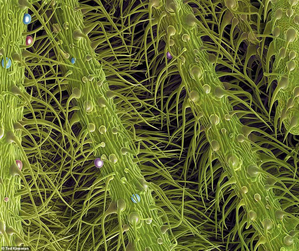 Конопля под микроскопом фото конопля в монако