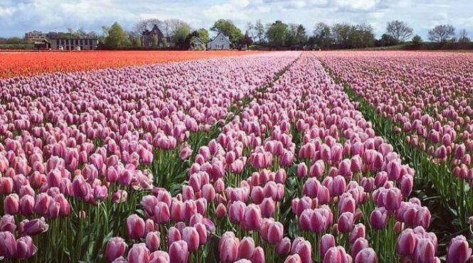 5 самых красивых цветочных полей Европы