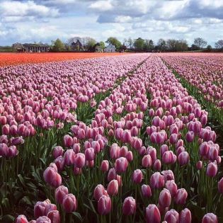 5 найкрасивіших квіткових полів Європи