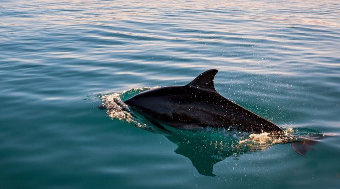 Туристам в Новой Зеландии запретили плавать с дельфинами