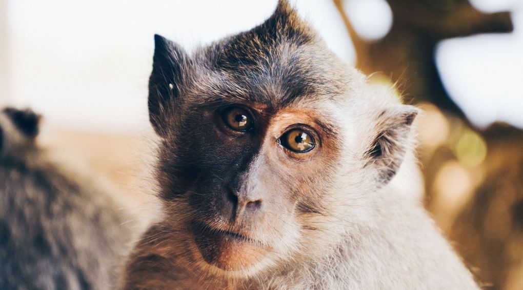 Не звуки, а слова: Мова мавп виявилася розвиненішою, аніж думали вчені