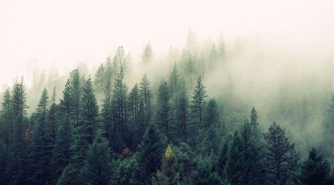 Земля ежегодно теряет лесные участки площадью, как Великобритания