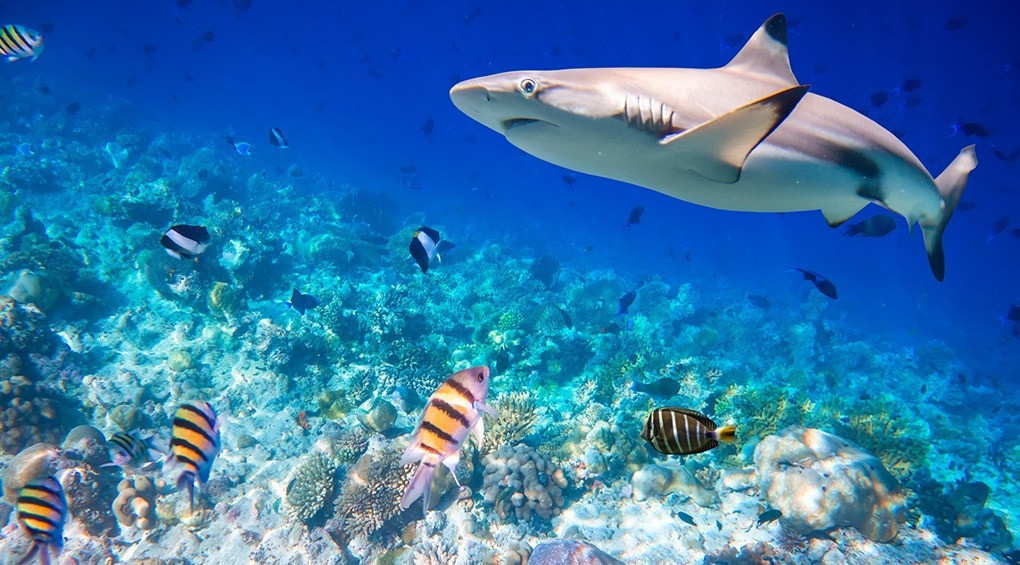День осведомлённости об акулах: малоизвестные факты и ТОП-10 гигантов