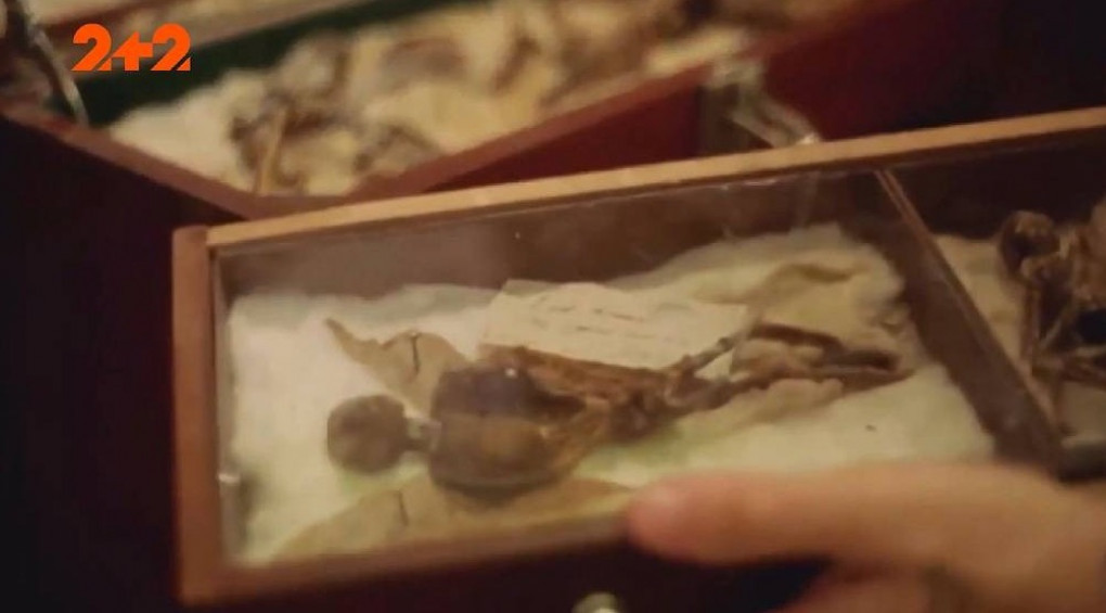 Удивительная коллекция неизвестных существ Томаса Меррилина
