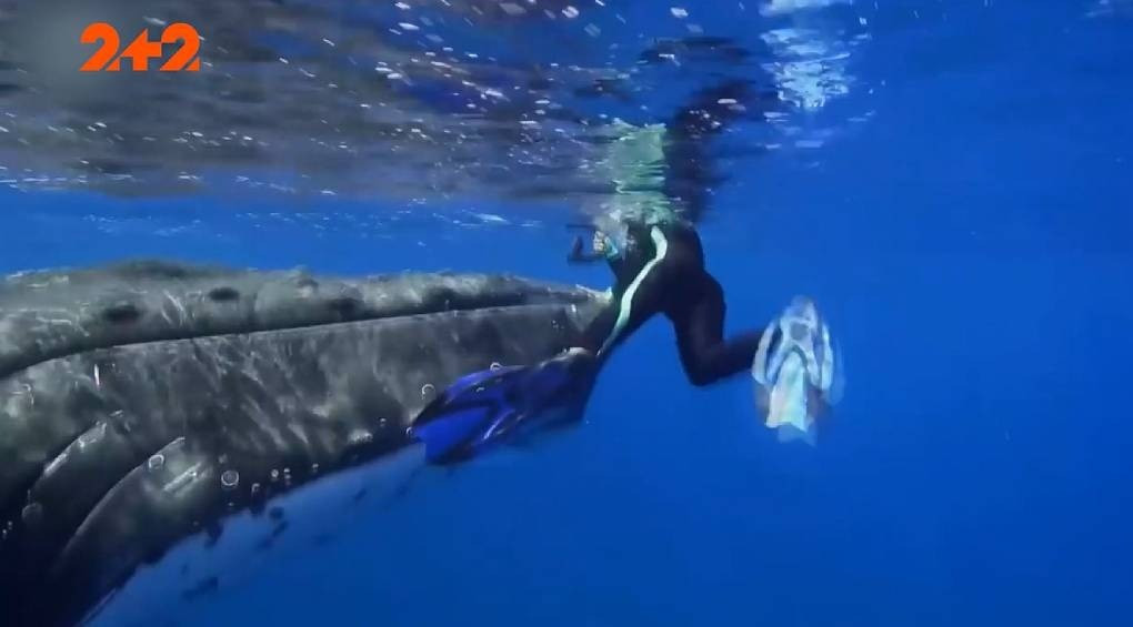 30-тонний кит врятував біолога від тигрової акули – відео з нагрудної камери жінки