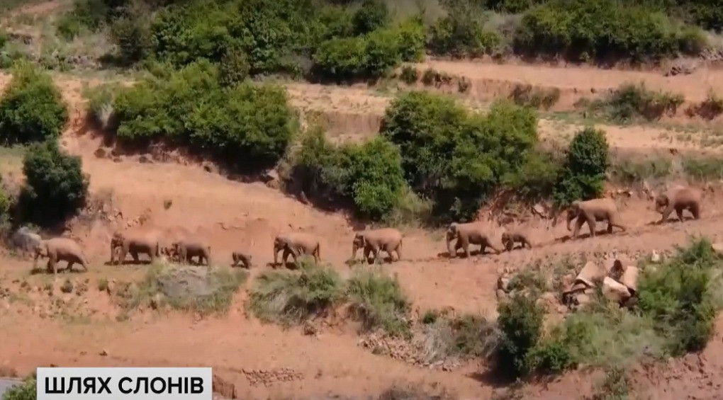 Китайські слони-кочівники стали зірками соцмереж: за їхнім маршрутом слідкували 25 тисяч поліцейських