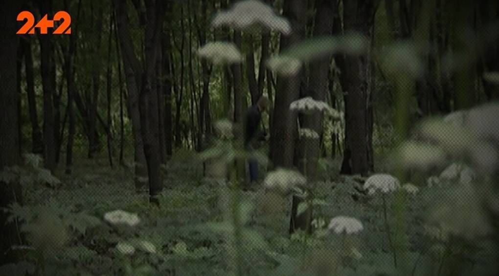 У литовських лісах бачили вовкулаку: що розповіли очевидці
