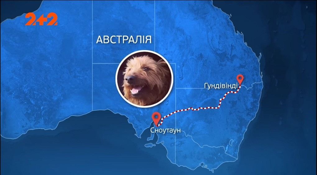 Півтори тисячі кілометрів, ховаючись у вантажівці: пес втік від хазяїв і перетнув Австралію