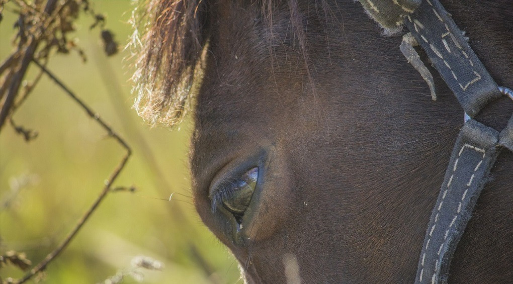 Безжалісне знущання над твариною: кінь зі зламаною ногою створив затор посеред Одеси
