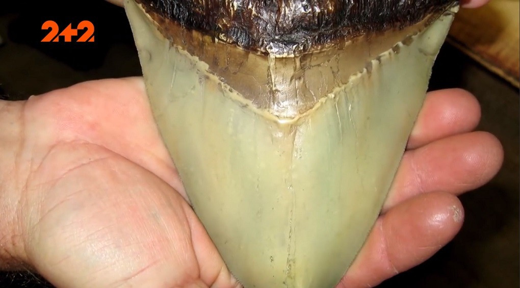 У Маріанському жолобі знайшли велетенський зуб: він належить монстру, якого вважали вимерлим