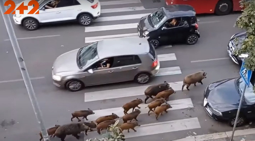 Каникулы свиней в Риме: дикие кабаны ведут себя здесь как обычные туристы