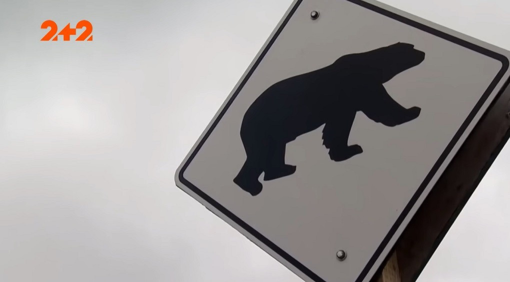 В Канаде белых медведей сажают в тюрьму: в чем обвиняют пушистых великанов